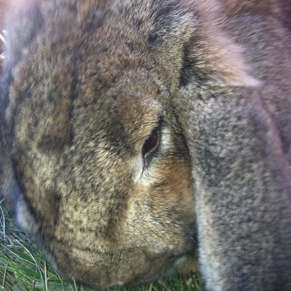 Meet your Posher, Donna - Picture 1 of 1